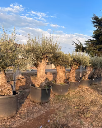 Piante di ulivo