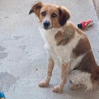 Cagnolina meticcia