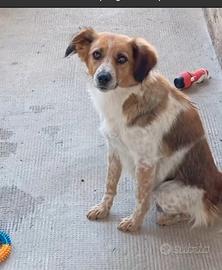 Cagnolina meticcia