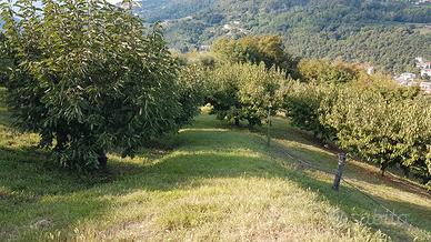 terreno agricolo 