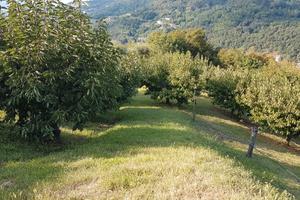terreno agricolo 