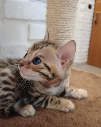 Gatti del Bengala