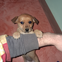 Cuccioli di volpino mix pincher