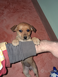 Cuccioli di volpino mix pincher