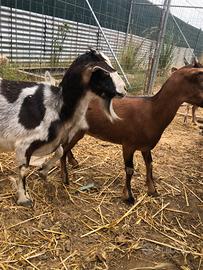 3 Capre tibetane nane