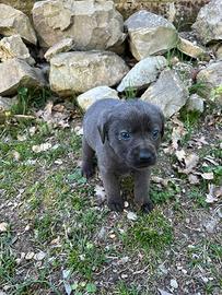 Cuccioli di labrador