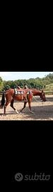 Cavallo di tre anni