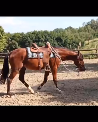 Cavallo di tre anni