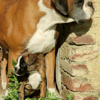 Cucciola boxer tigrata