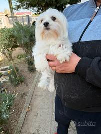 Cucciola di Maltese