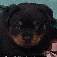 Rottweiler cucciola femmina con pedigree