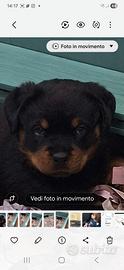 Rottweiler cucciola femmina con pedigree