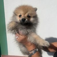 Cane spitz nano Pomerania