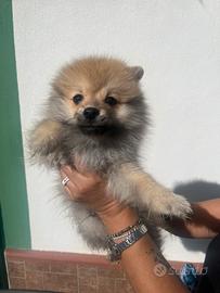 Cane spitz nano Pomerania