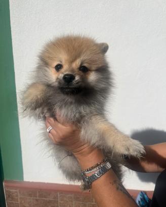 Cane spitz nano Pomerania