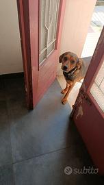 Cagnolina incrocio bracco italiano