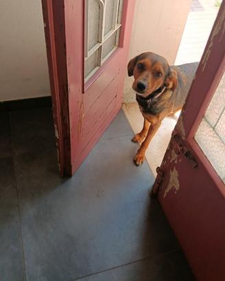 Cagnolina incrocio bracco italiano