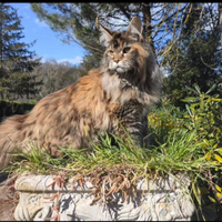 Maine coon