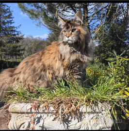 Maine coon