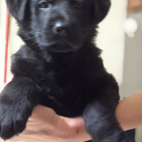 Cuccioli di pastore tedesco