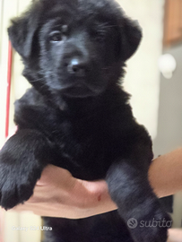 Cuccioli di pastore tedesco