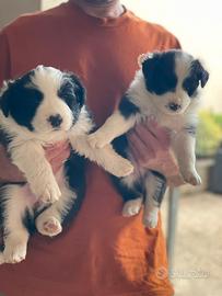 Border collie femmina con pedigree