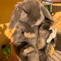 Cuccioli ariete blu di vienna