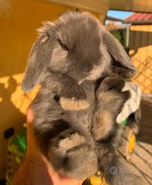 Cuccioli ariete blu di vienna
