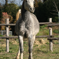 Cavallo arabo