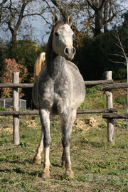 Cavallo arabo