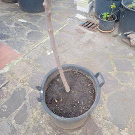 pianta di fico adulta