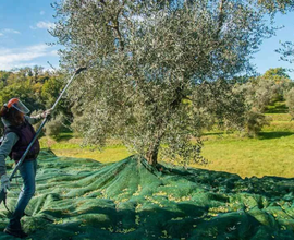 Terreno agricolo raccolta olive