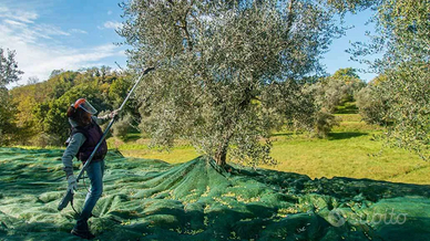 Terreno agricolo raccolta olive