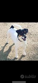 Jack russell adulto