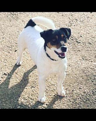 Jack russell adulto