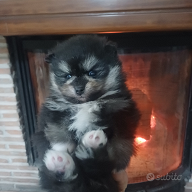 Volpina pomerania spitz