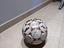 Immagine 4