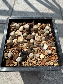 Epithelantha Bokei