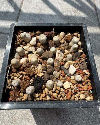 Epithelantha Bokei