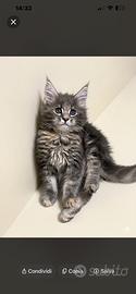 Maine Coon cuccioloni