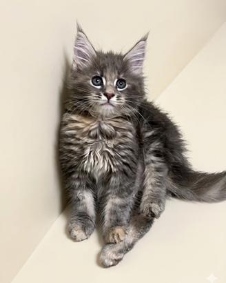 Maine Coon cuccioloni