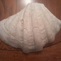 Esemplare di Tridacna gigante originale vintage 