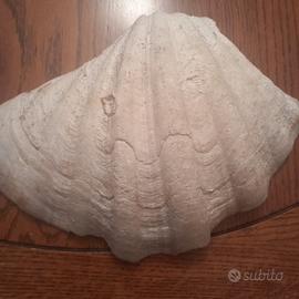 Esemplare di Tridacna gigante originale vintage 
