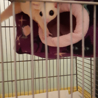 3 petauri dello zucchero con voliera legno