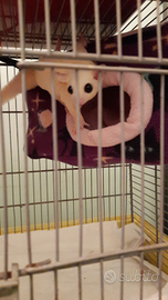 3 petauri dello zucchero con voliera legno