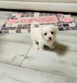 Cuccioli Bishon frise