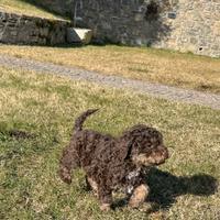 Cucciola Lagotto Romagnolo