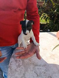 Jack Russell