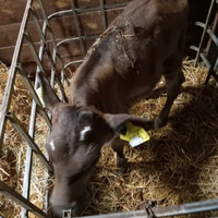 Vendita vitello femmina