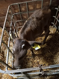 Vendita vitello femmina